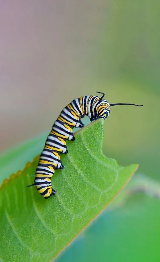 Hình nền con Sâu cho điện thoại