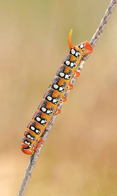 Hình nền con Sâu cho điện thoại