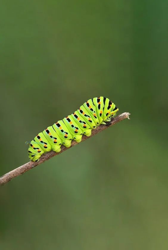 Hình nền con Sâu cho điện thoại