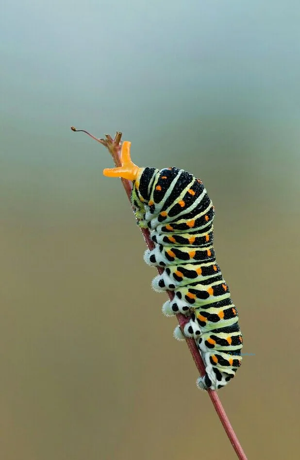 Hình nền con Sâu cho điện thoại