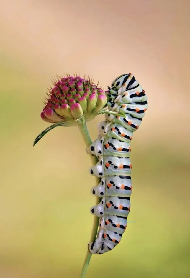 Hình nền con Sâu cho điện thoại