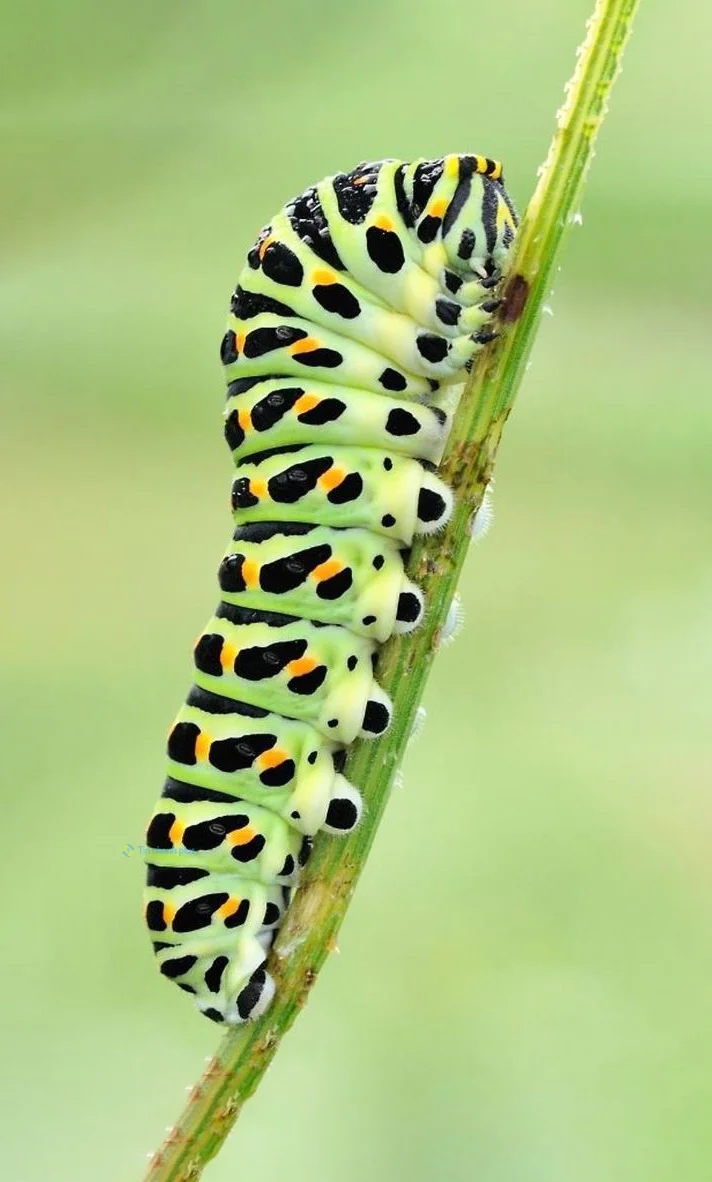 Hình nền con Sâu cho điện thoại