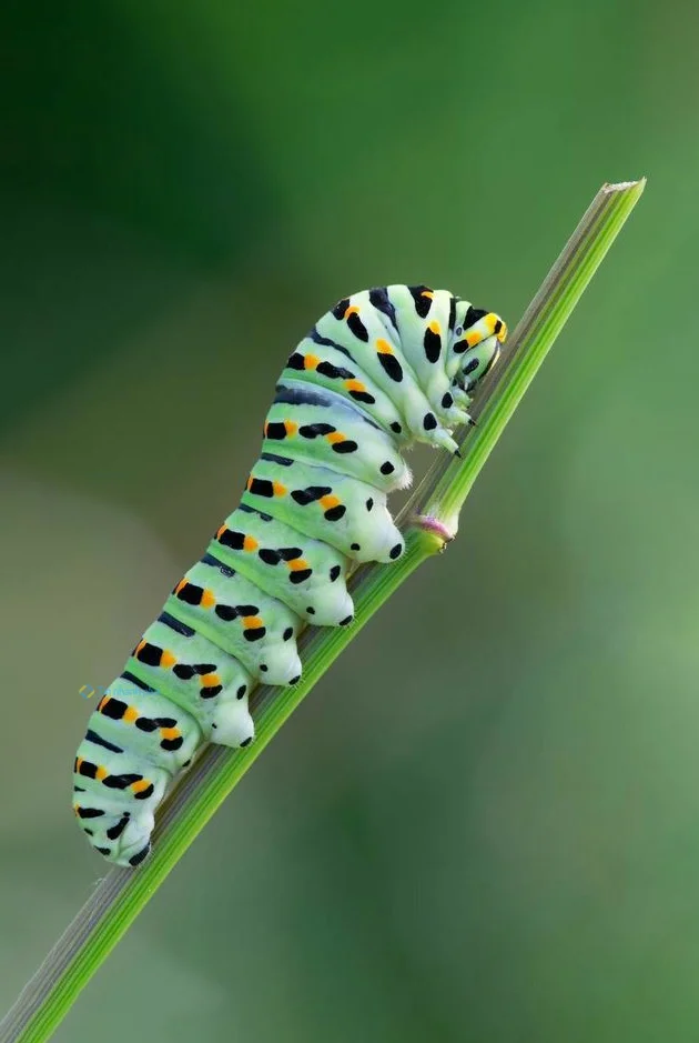 Hình nền con Sâu cho điện thoại