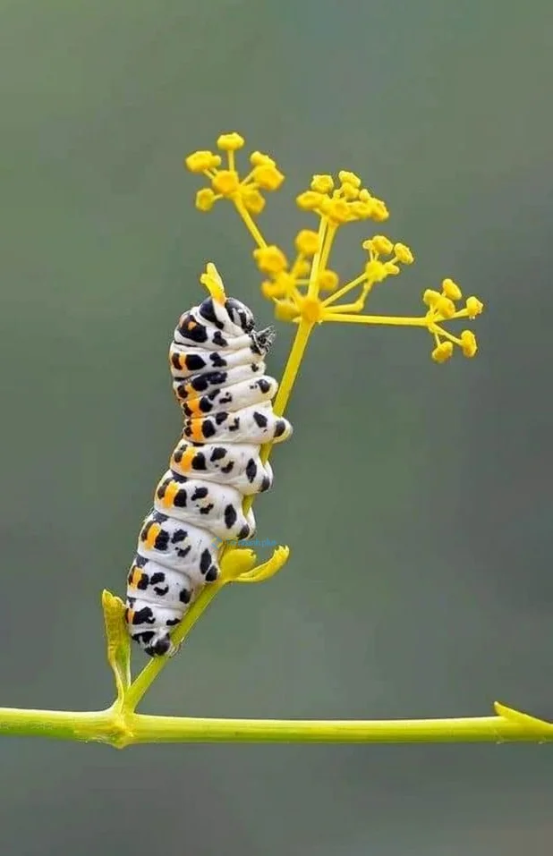 Hình nền con Sâu cho điện thoại