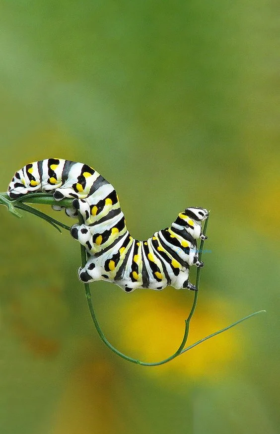 Hình nền con Sâu cho điện thoại