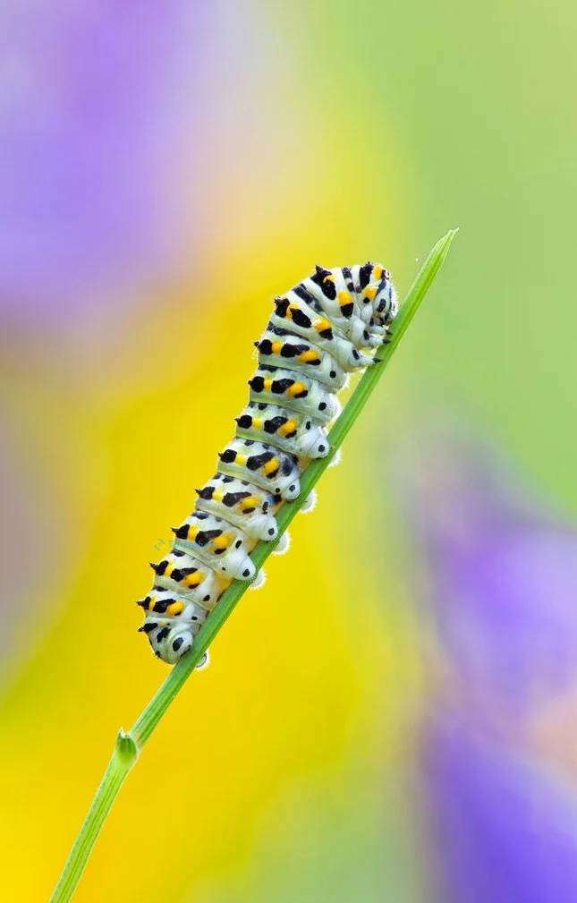 Hình nền con Sâu cho điện thoại