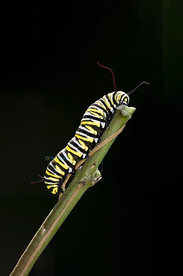 Hình nền con Sâu cho điện thoại