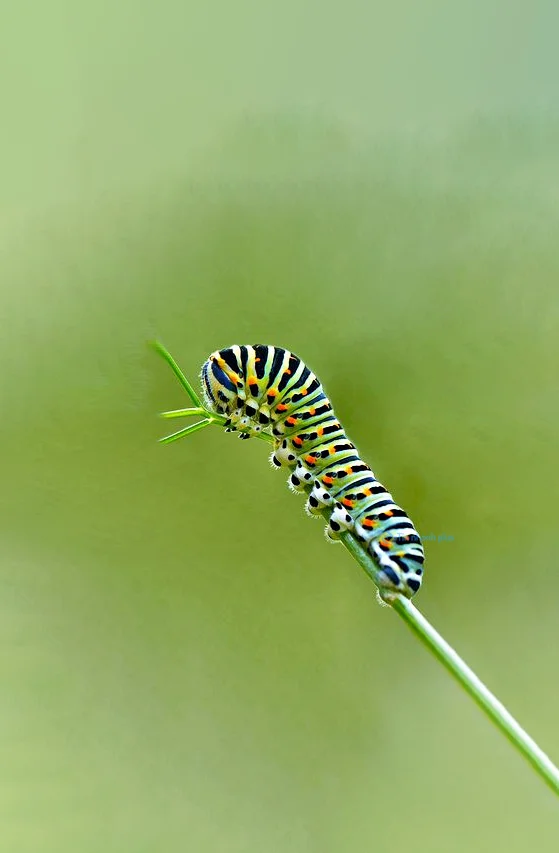 Hình nền con Sâu cho điện thoại