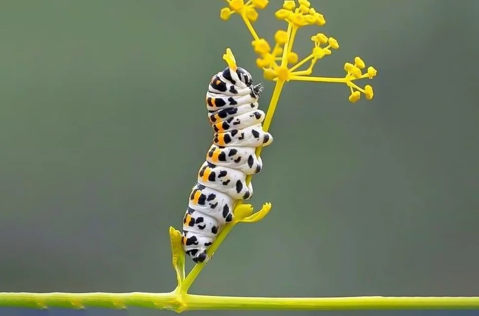 296+ Hình nền con Sâu cho điện thoại