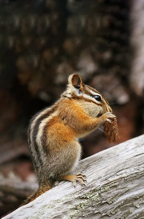 Hình nền con Sóc cute cho điện thoại