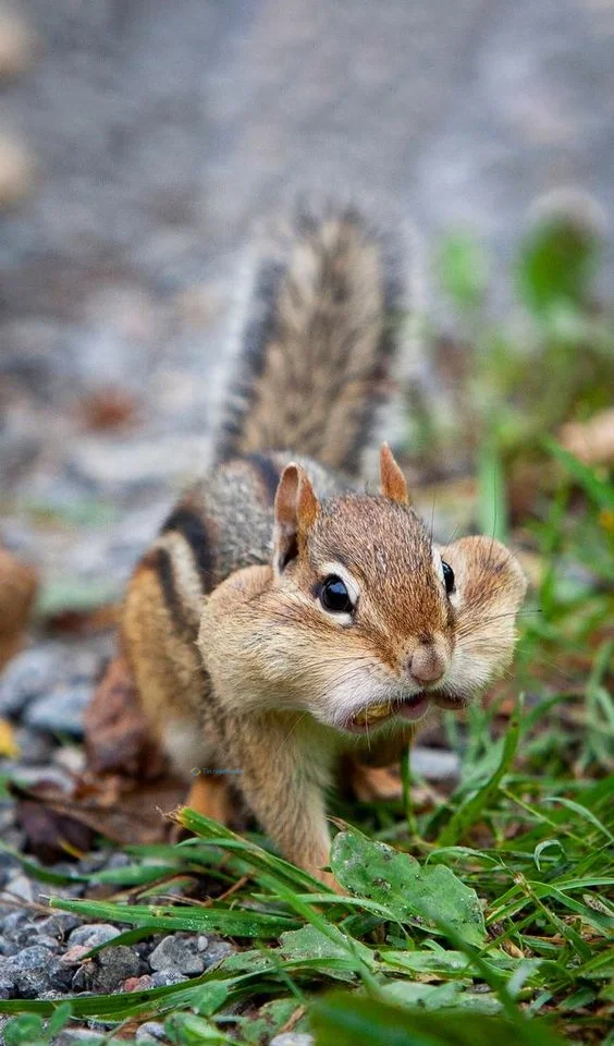 Hình nền con Sóc cute cho điện thoại