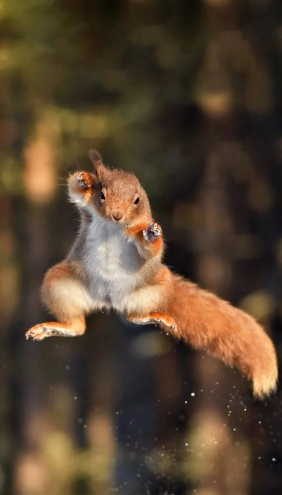 Hình nền con Sóc cute cho điện thoại