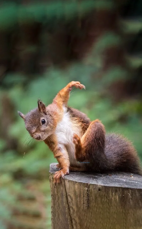 Hình nền con Sóc cute cho điện thoại