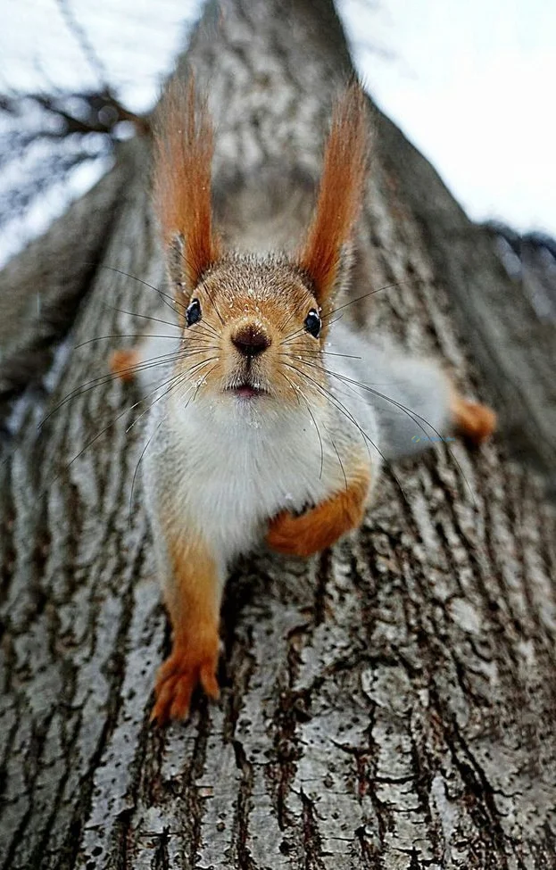 Hình nền con Sóc cute cho điện thoại