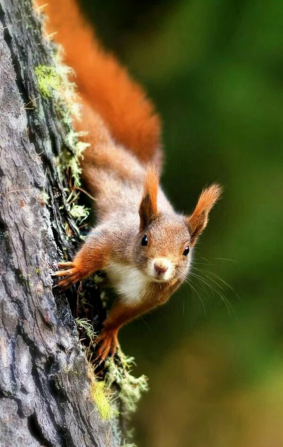 Hình nền con Sóc cute cho điện thoại