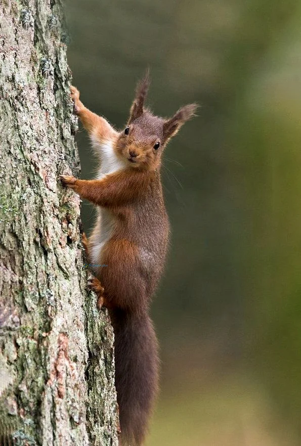 Hình nền con Sóc cute cho điện thoại