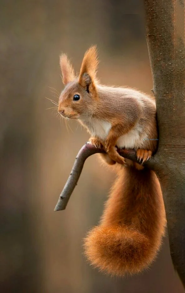 Hình nền con Sóc cute cho điện thoại