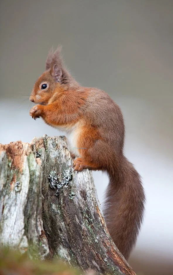 Hình nền con Sóc cute cho điện thoại