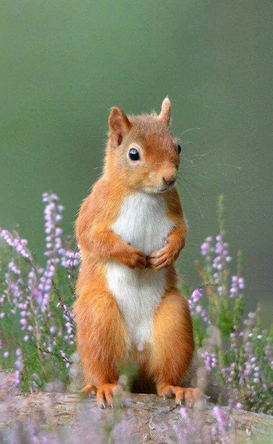 Hình nền con Sóc cute cho điện thoại