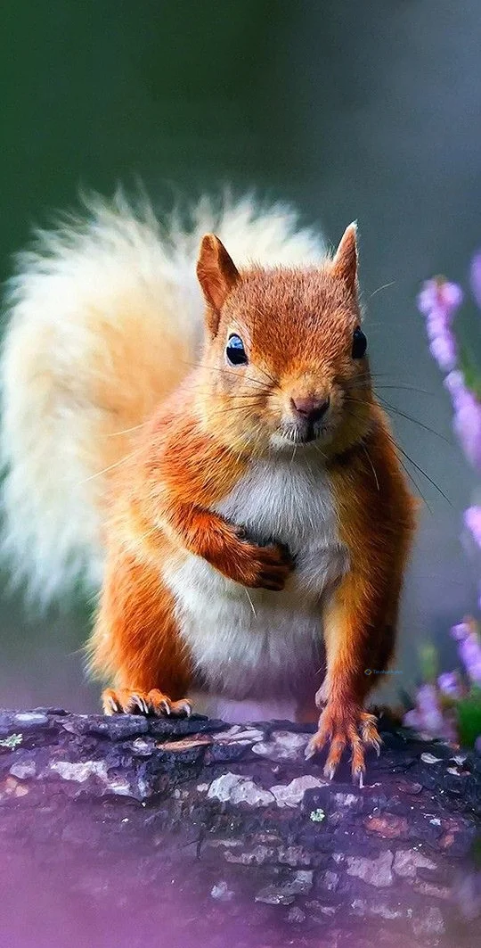 Hình nền con Sóc cute cho điện thoại