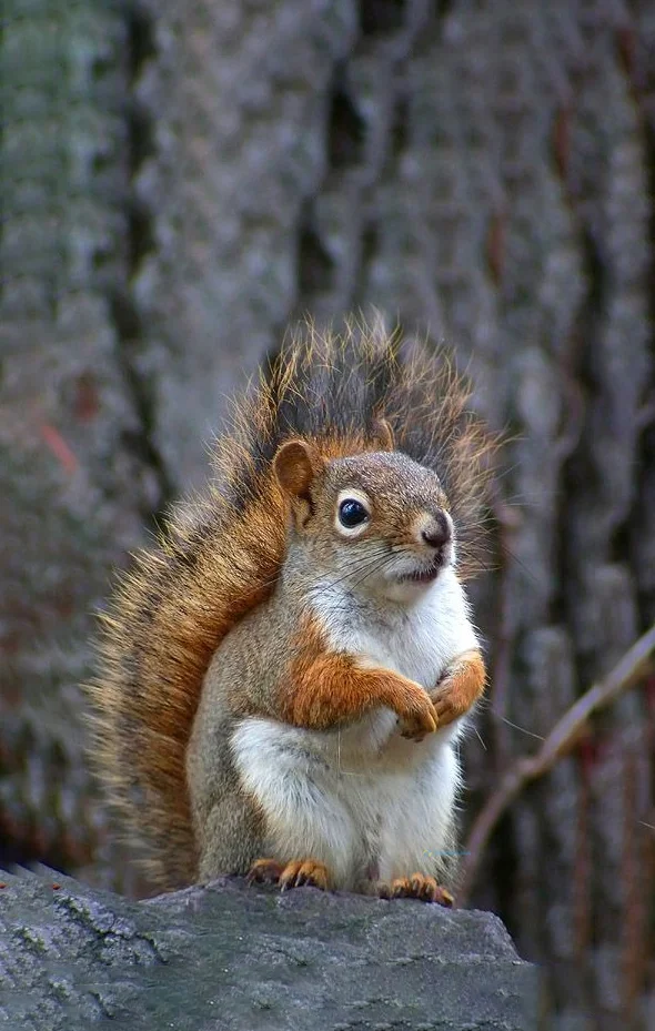 Hình nền con Sóc cute cho điện thoại