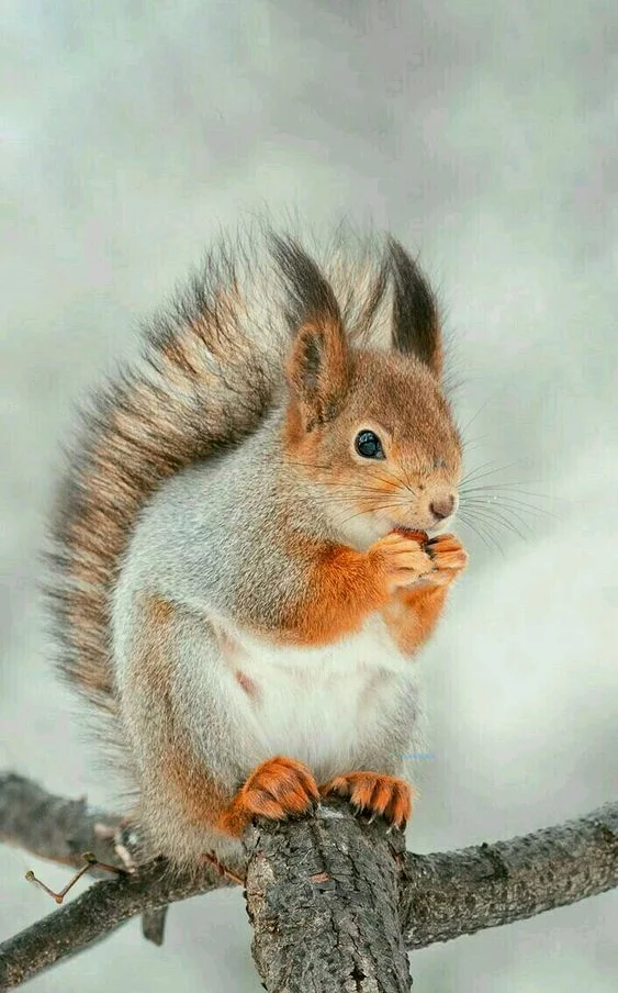 Hình nền con Sóc cute cho điện thoại