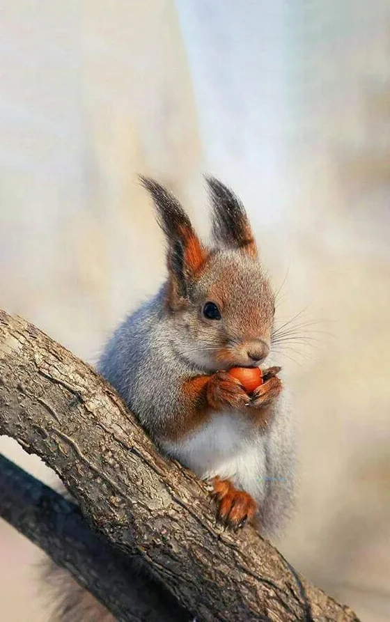 Hình nền con Sóc cute cho điện thoại