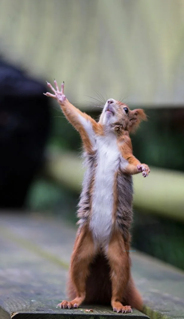 Hình nền con Sóc cute cho điện thoại