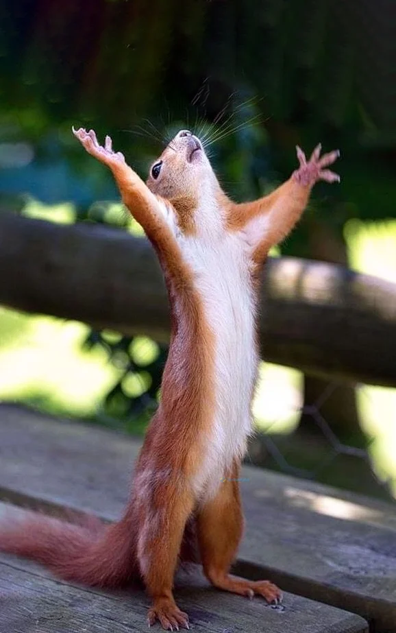 Hình nền con Sóc cute cho điện thoại