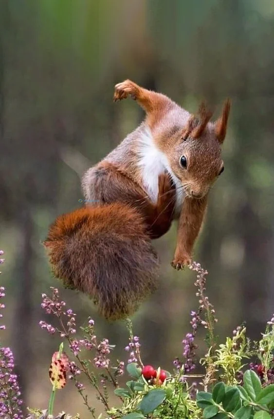 Hình nền con Sóc cute cho điện thoại