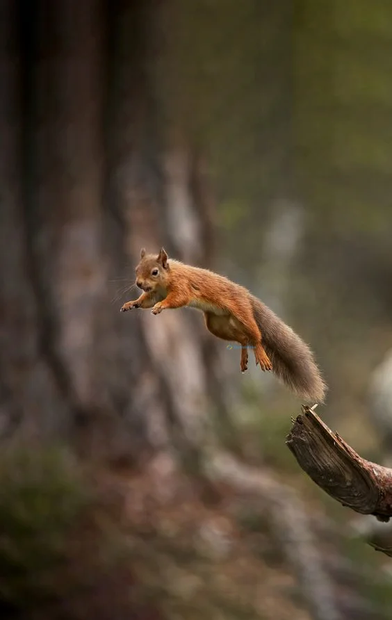 Hình nền con Sóc cute cho điện thoại