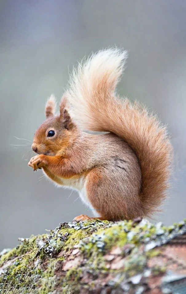 Hình nền con Sóc cute cho điện thoại