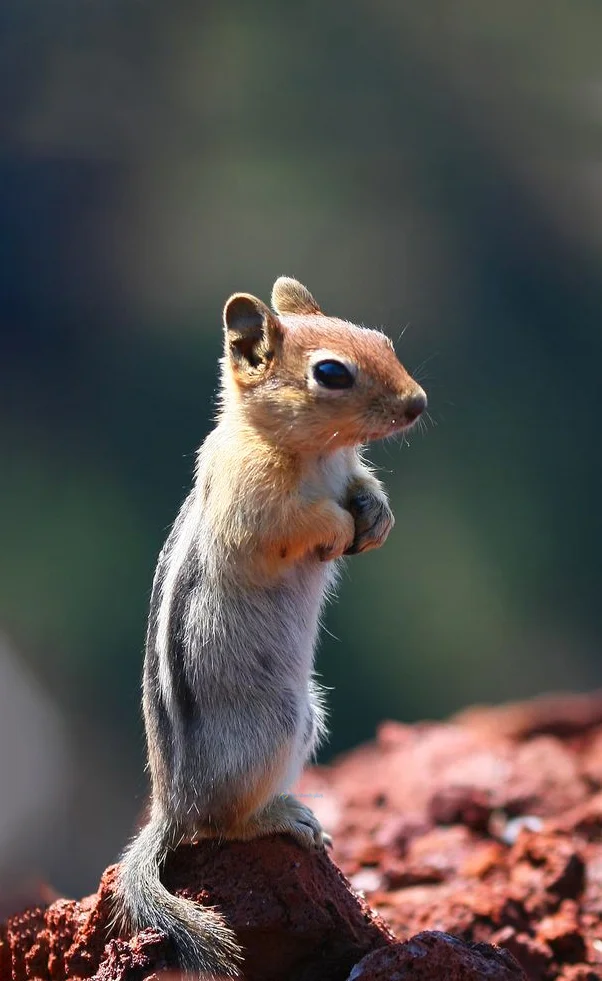 Hình nền con Sóc cute cho điện thoại