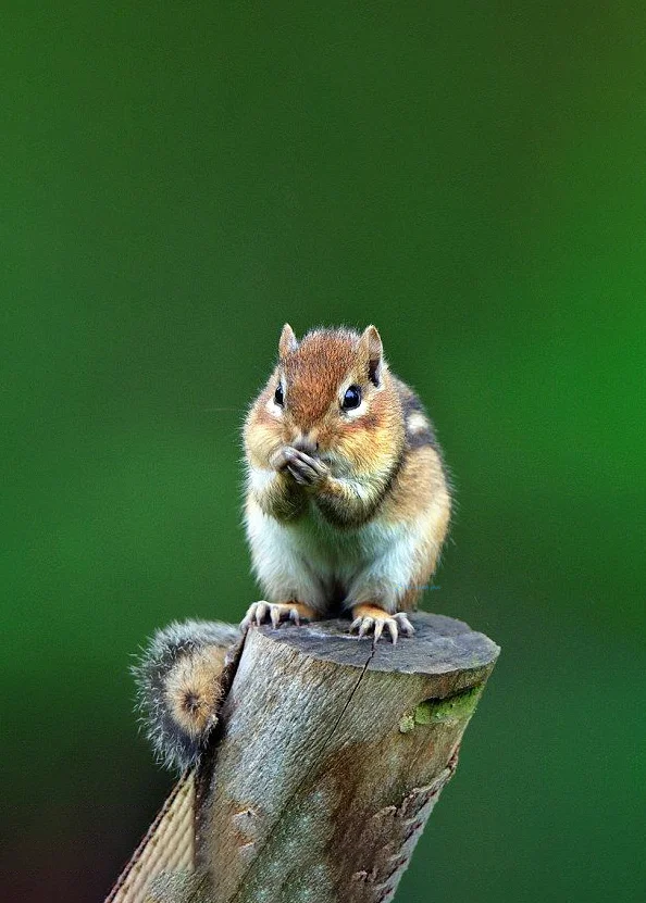 Hình nền con Sóc cute cho điện thoại