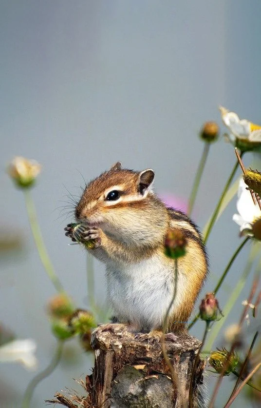 Hình nền con Sóc cute cho điện thoại