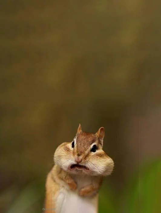 Hình nền con Sóc cute cho điện thoại