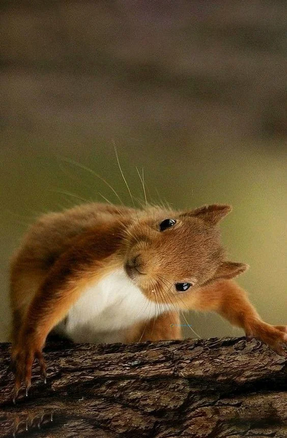 Hình nền con Sóc cute cho điện thoại