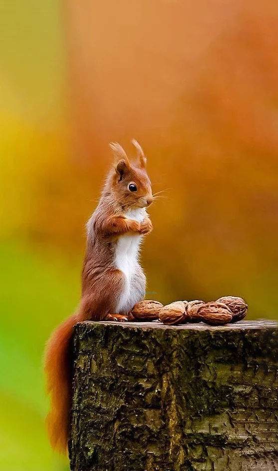 Hình nền con Sóc cute cho điện thoại