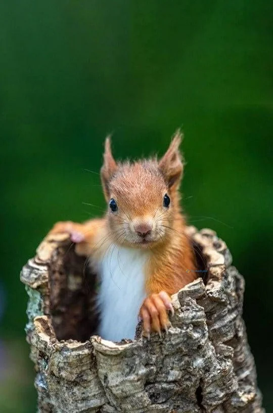 Hình nền con Sóc cute cho điện thoại