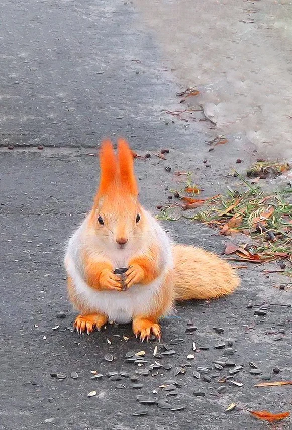 Hình nền con Sóc cute cho điện thoại