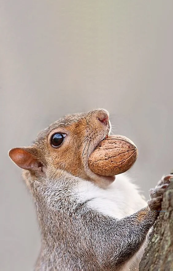 Hình nền con Sóc cute cho điện thoại