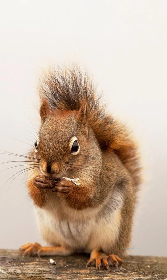 Hình nền con Sóc cute cho điện thoại