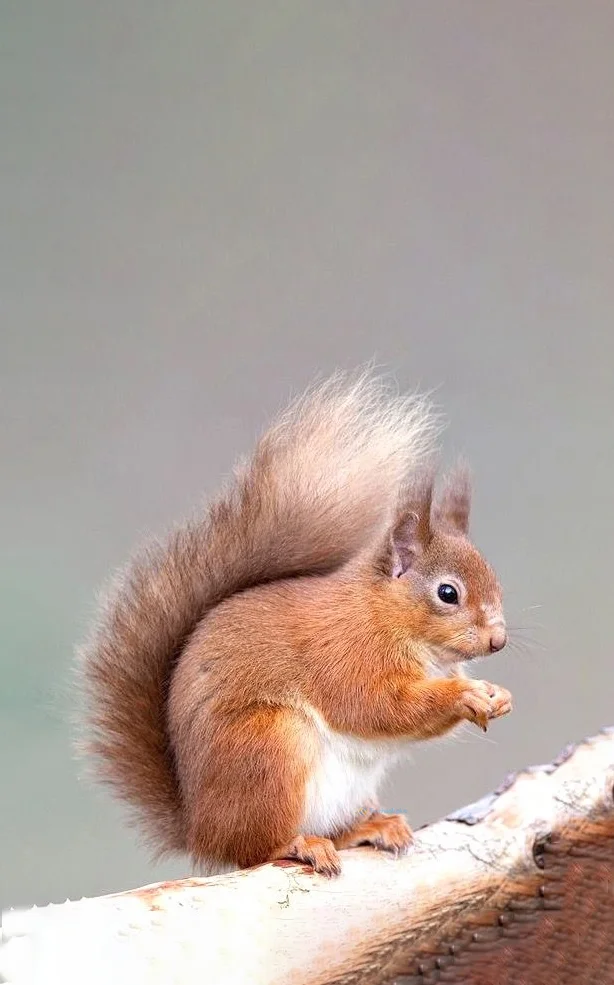 Hình nền con Sóc cute cho điện thoại