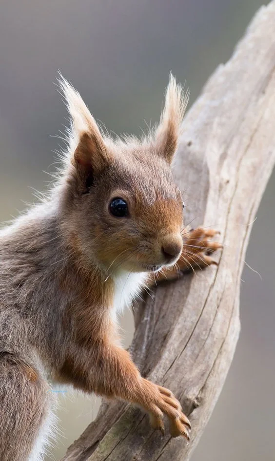 Hình nền con Sóc cute cho điện thoại