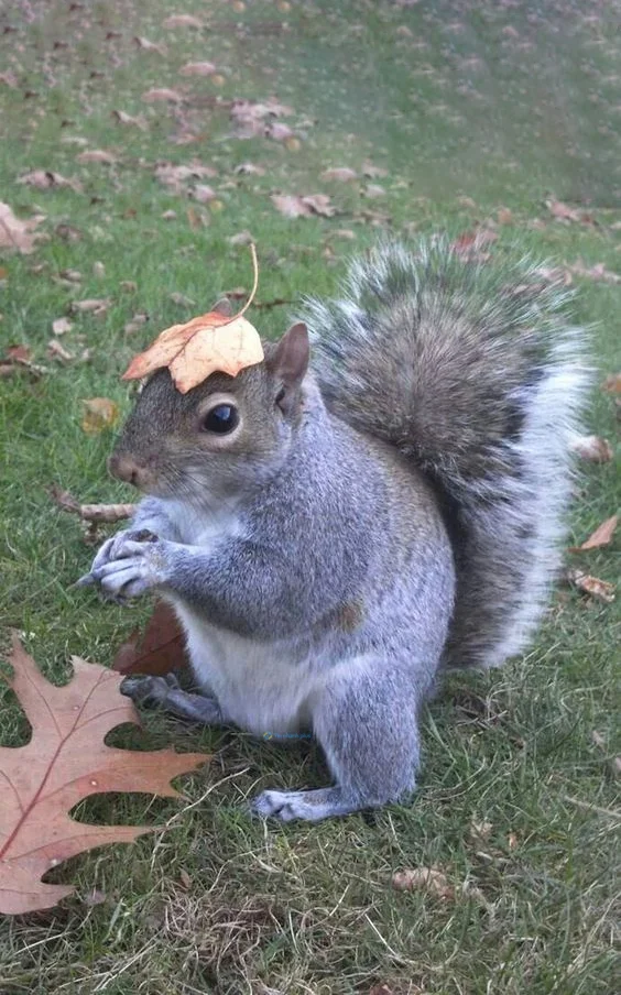 Hình nền con Sóc cute cho điện thoại