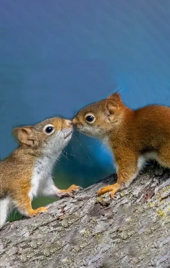 Hình nền con Sóc cute cho điện thoại