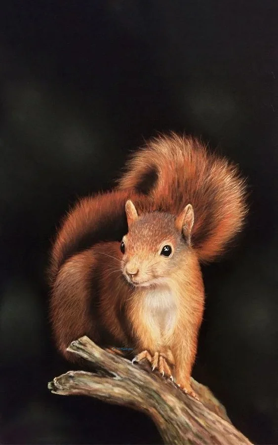 Hình nền con Sóc cute cho điện thoại