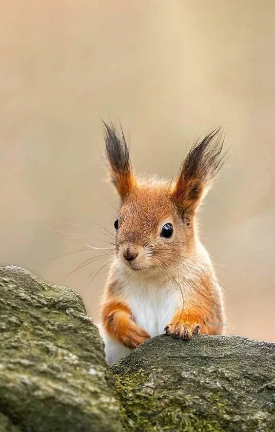 Hình nền con Sóc cute cho điện thoại