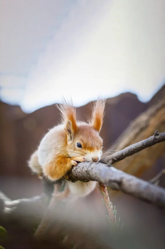 Hình nền con Sóc cute cho điện thoại