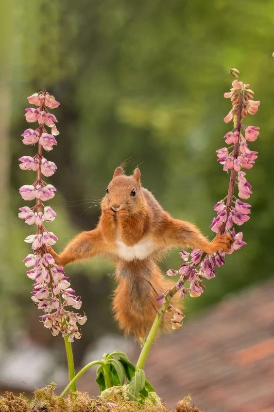 Hình nền con Sóc cute cho điện thoại